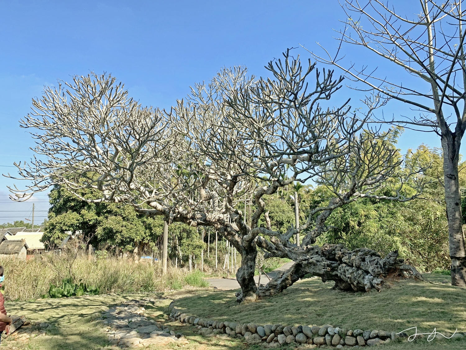 南投鳳山社區百年緬梔花－在地人私房景點
