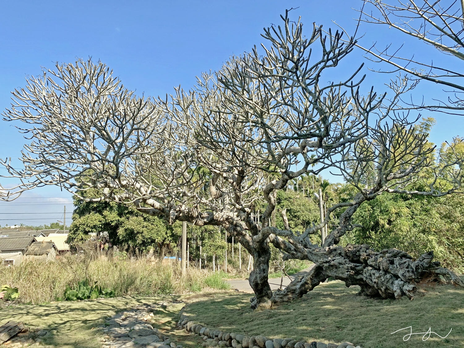 南投鳳山社區百年緬梔花－在地人私房景點