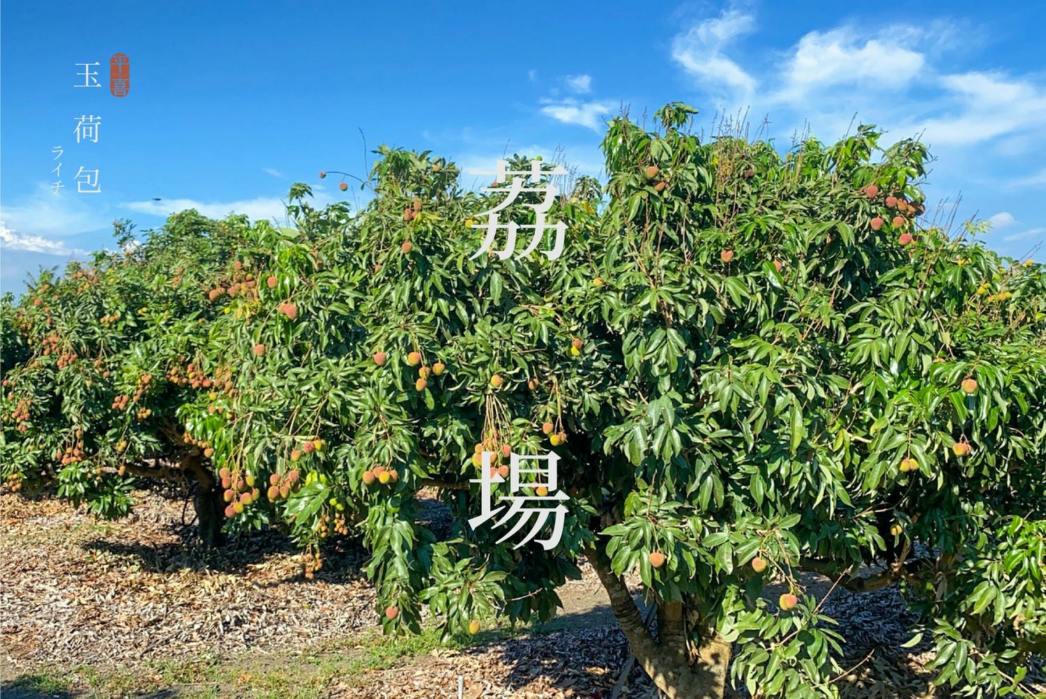 荔枝加字中文-23.jpg