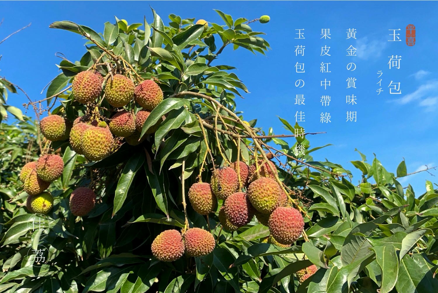 荔枝加字中文-17.jpg