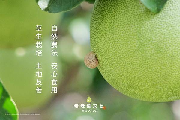 麻豆文旦