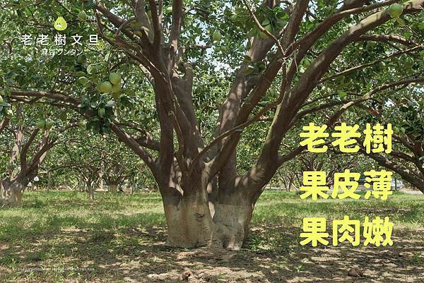 麻豆文旦