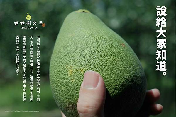 麻豆老欉
