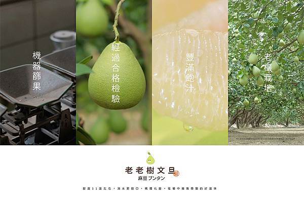 麻豆老欉