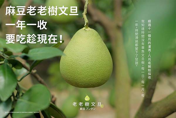 麻豆老欉