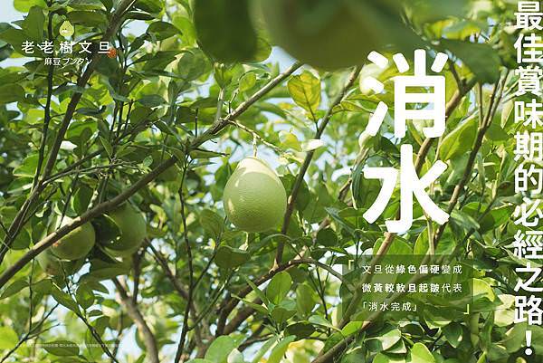 麻豆文旦