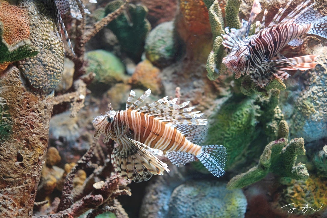 澎湖水族館