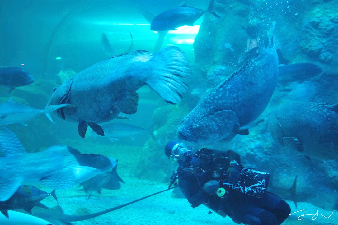 澎湖水族館