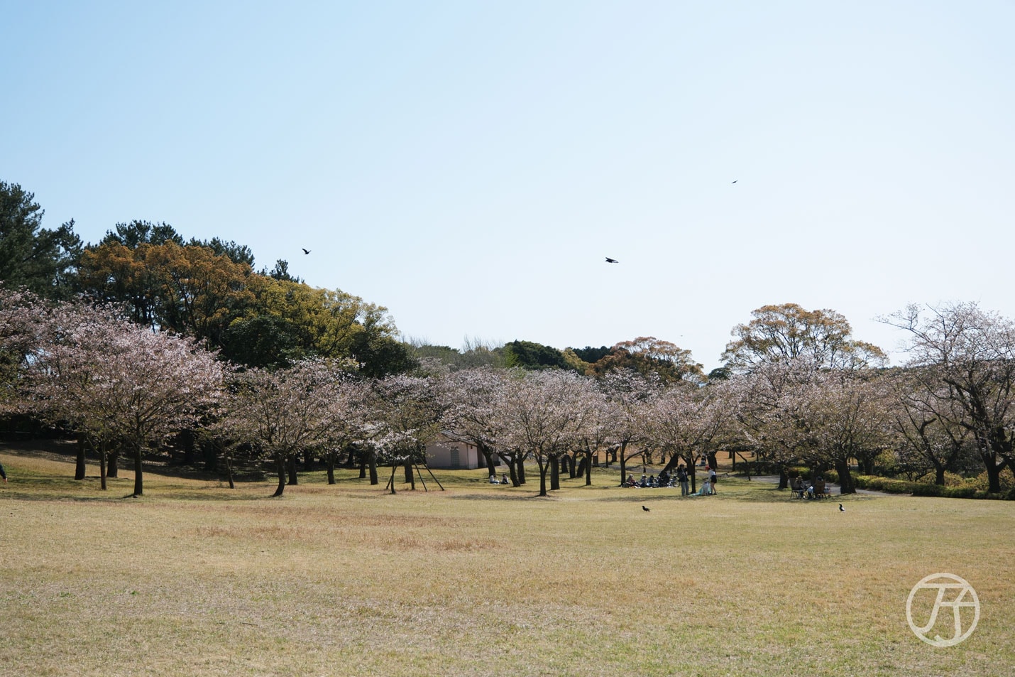 吉野公園