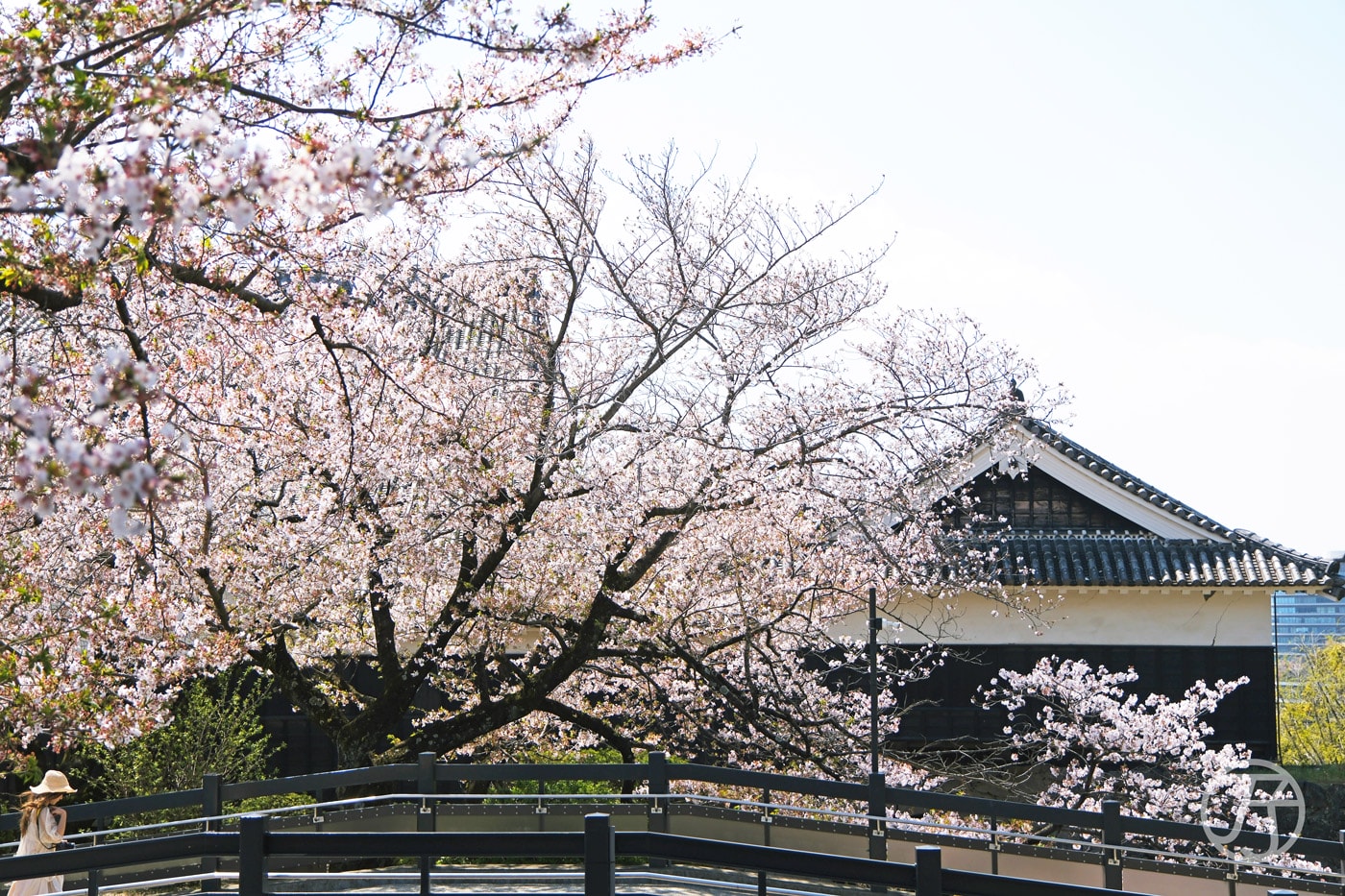 熊本城