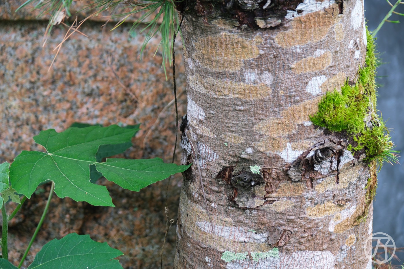 潭心閣民宿,悠遊花蓮壽豐一泊一食民宿,鯉魚潭親子住宿賞螢火蟲首選 - 第35張圖