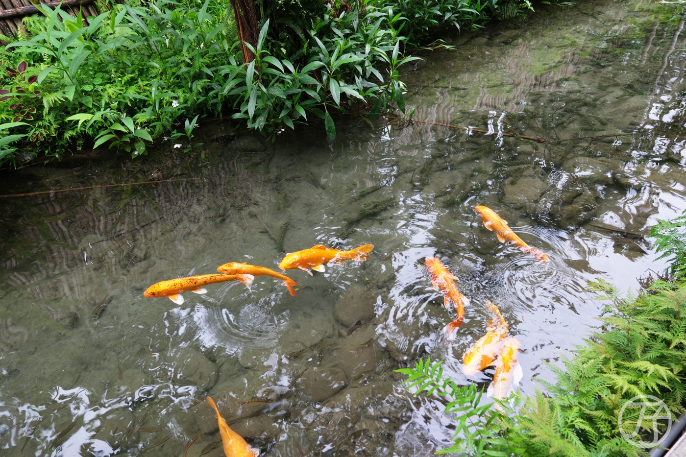 潭心閣民宿,悠遊花蓮壽豐一泊一食民宿,鯉魚潭親子住宿賞螢火蟲首選 - 第34張圖