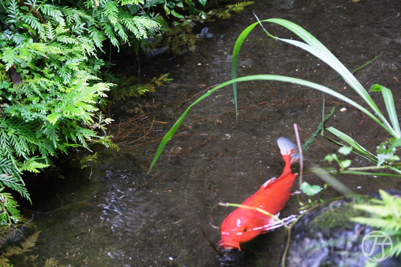 潭心閣民宿,悠遊花蓮壽豐一泊一食民宿,鯉魚潭親子住宿賞螢火蟲首選 - 第33張圖