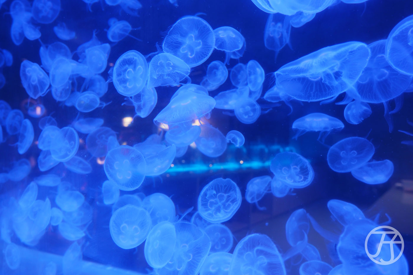 台中海洋館水母區