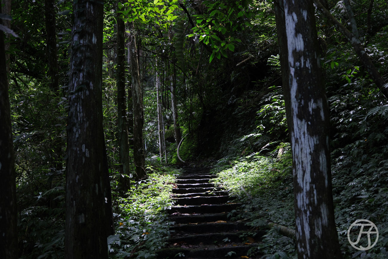 竹北景點 騎龍古道、賞桐花、糯米橋