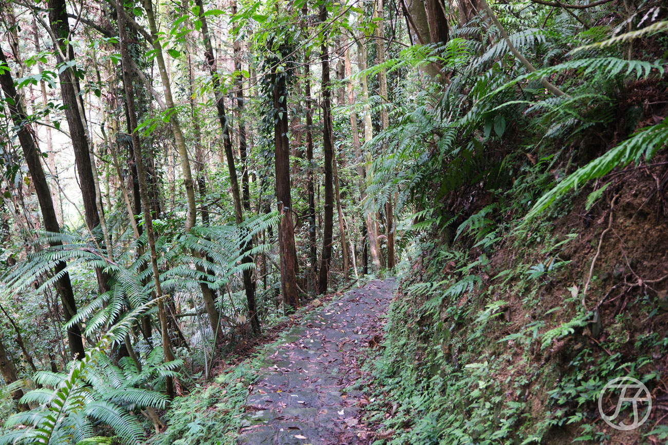 竹北景點 騎龍古道、賞桐花、糯米橋