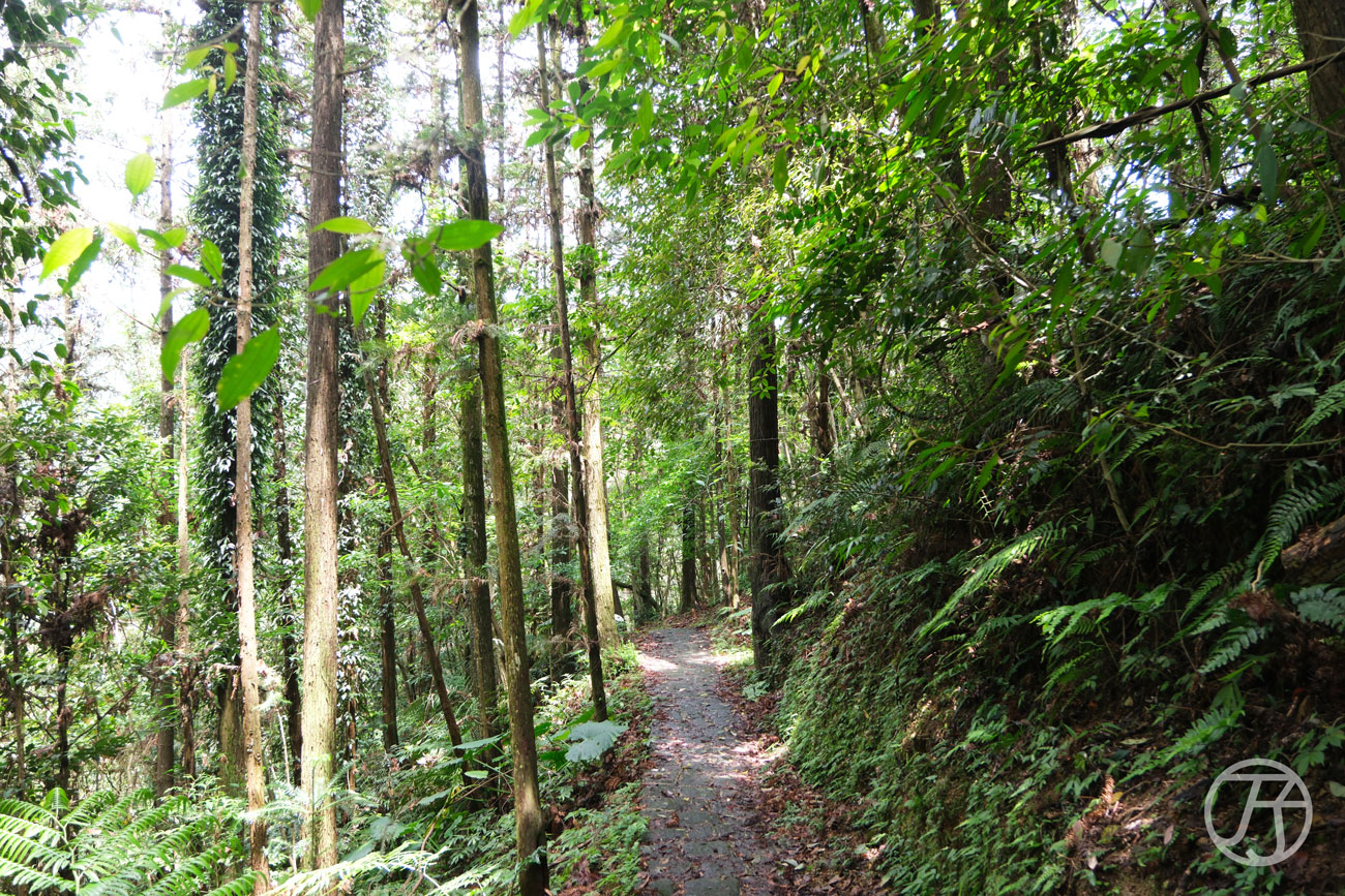 竹北景點 騎龍古道、賞桐花、糯米橋