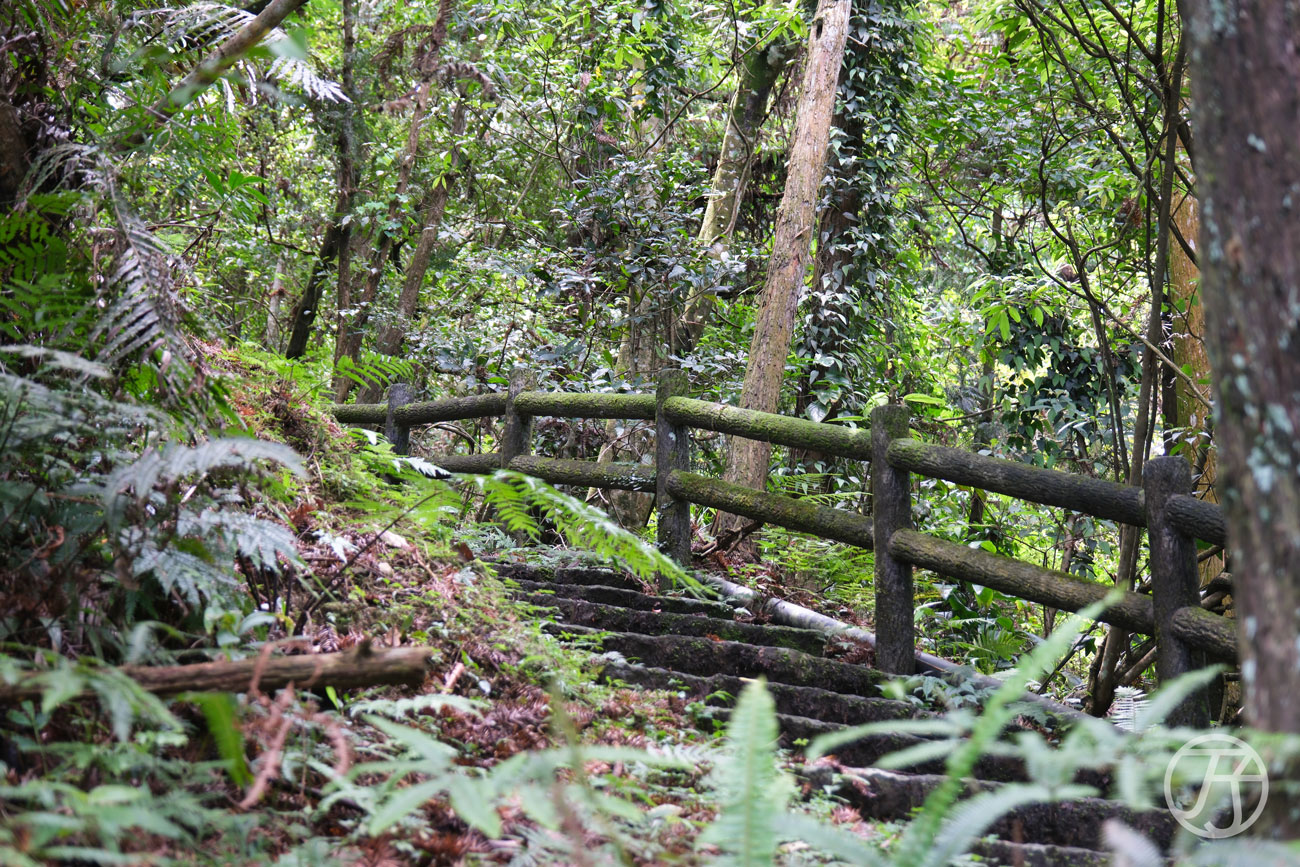 竹北景點 騎龍古道、賞桐花、糯米橋