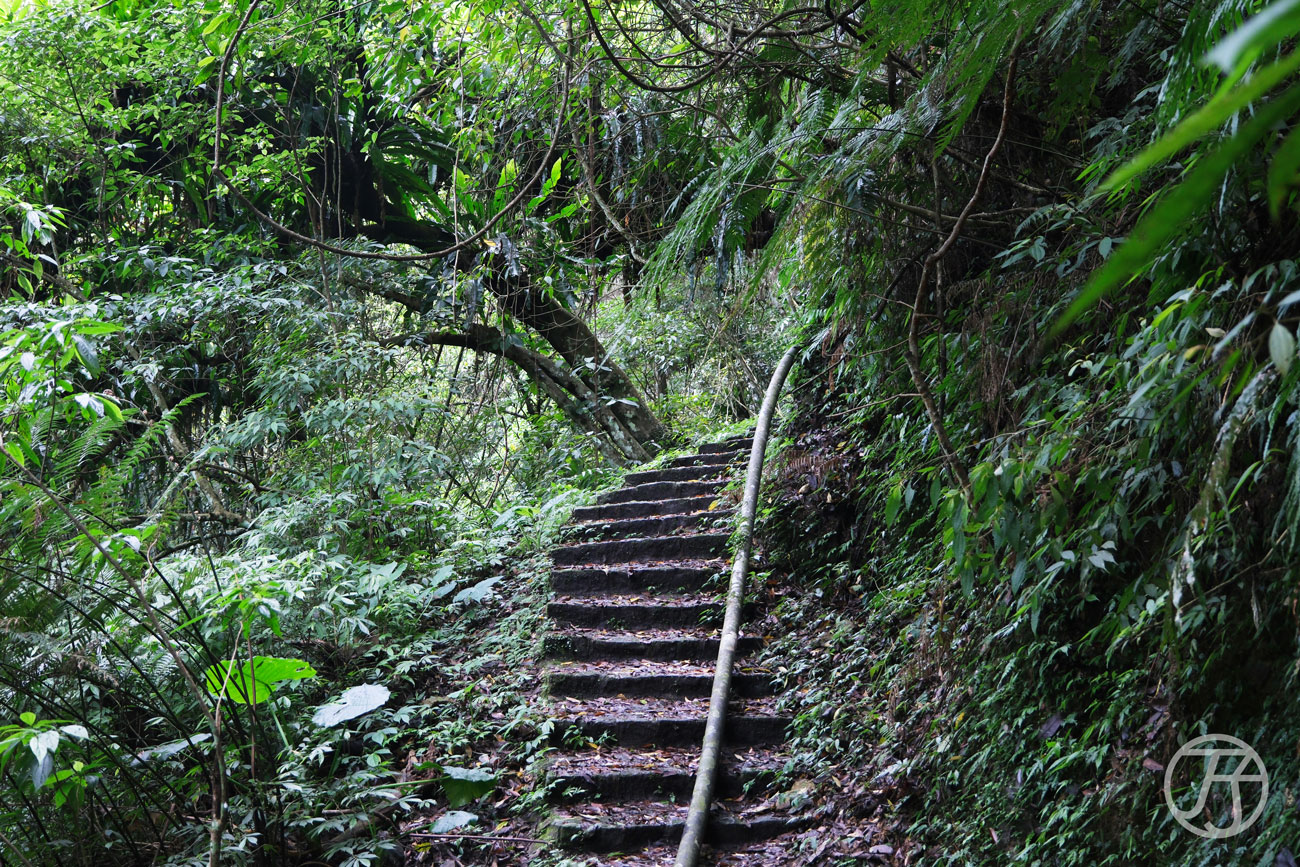 竹北景點 騎龍古道、賞桐花、糯米橋