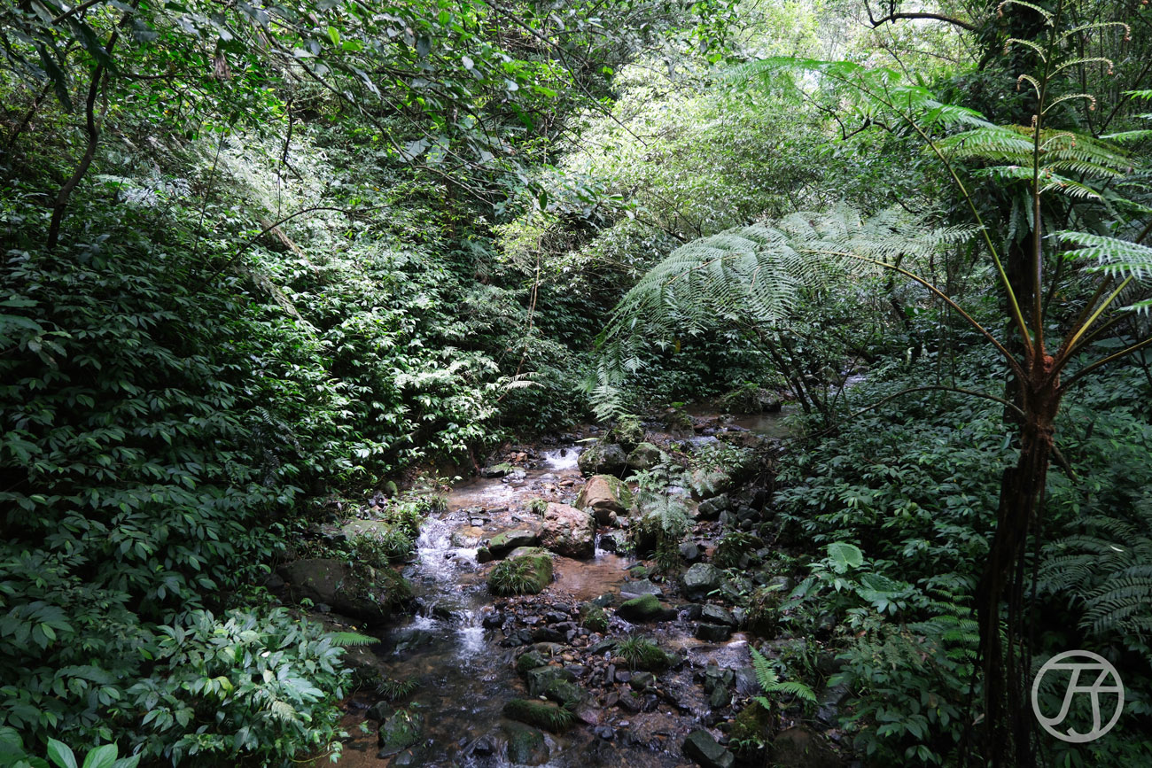 竹北景點 騎龍古道、賞桐花、糯米橋