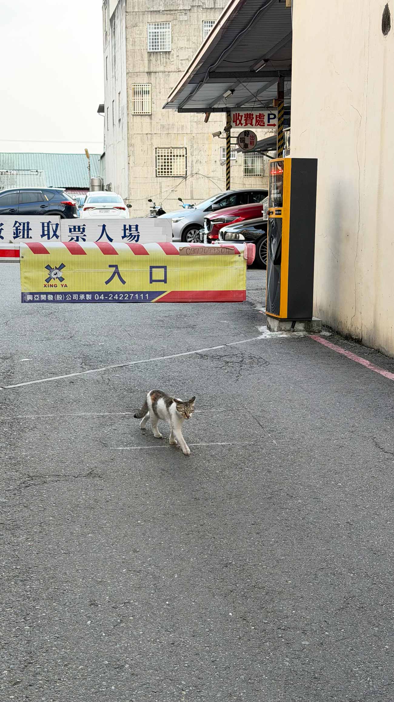 南投埔里民宿推薦 慵懶小時光停車場